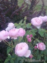 The Alnwick Rose The Alnwick Rose