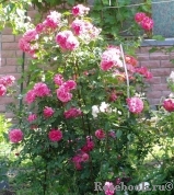 Rosarium Uetersen Rosarium Uetersen