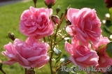 Home & Garden Home & Garden