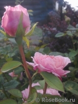 The Alnwick Rose The Alnwick Rose