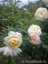 Crocus Rose® Crocus Rose®