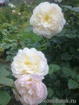 Crocus Rose® Crocus Rose®