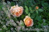 Lady of Shalott Lady of Shalott
