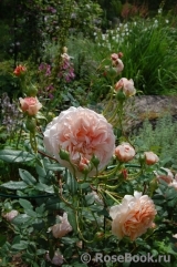 William Morris William Morris