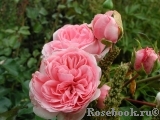 Home & Garden Home & Garden