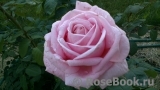 Frederic Mistral® Frederic Mistral®