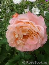 Augusta Luise Augusta Luise