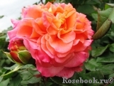 Augusta Luise Augusta Luise