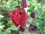 Black Baccara Black Baccara