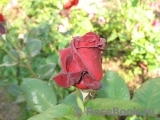 Black Baccara Black Baccara