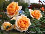 Crown Princess Margareta® Crown Princess Margareta®