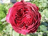 Falstaff® Falstaff®