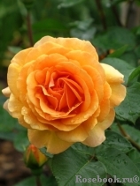 Garden Glory Garden Glory