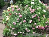 Alan Titchmarsh Alan Titchmarsh