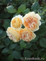 Crown Princess Margareta® Crown Princess Margareta®