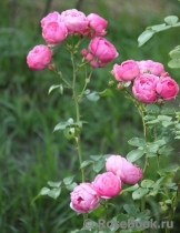 Pomponella Pomponella