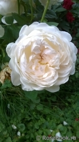 Glamis Castle® Glamis Castle®