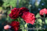 Lovely Red Lovely Red