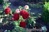 Lovely Red Lovely Red