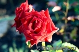 Lovely Red Lovely Red