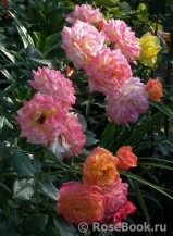Gartenspass ® Gartenspass ®