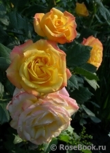 Gartenspass ® Gartenspass ®