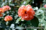 Westerland Westerland