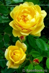 Golden Celebration® Golden Celebration®