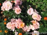 Aprikola Aprikola