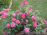 Sophy’s Rose Sophy’s Rose