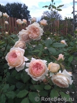 Crown Princess Margareta® Crown Princess Margareta®
