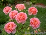 Jubilee Celebration® Jubilee Celebration®