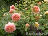 Jubilee Celebration® Jubilee Celebration®