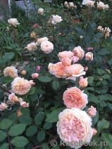 Crown Princess Margareta® Crown Princess Margareta®