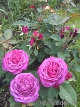 Heidi Klum Rose Heidi Klum Rose