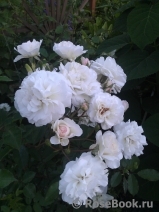 Aspirin Rose Aspirin Rose