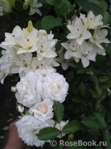 Aspirin Rose Aspirin Rose
