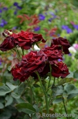 Black Baccara Black Baccara