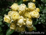 Golden Border Golden Border
