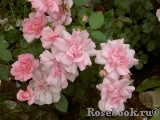 Bordure Rose Bordure Rose