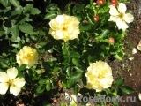 Limesgold Limesgold