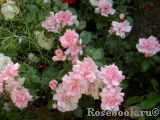 Bordure Rose Bordure Rose