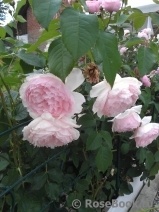 The Wedgwood Rose The Wedgwood Rose