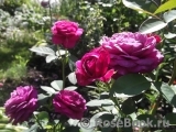 Darcey Bussell Darcey Bussell