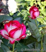 Fair Lady Fair Lady