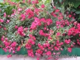 Nature Meillandecor Nature Meillandecor