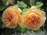 Crown Princess Margareta® Crown Princess Margareta®