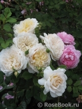 Crocus Rose® Crocus Rose®