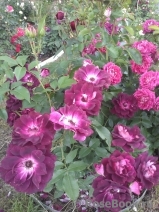 Burgundy Ice Burgundy Ice