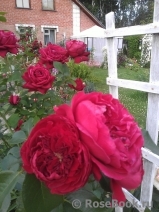 Florentina - Florentina -